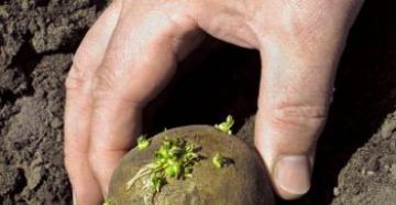Почему не растет картофельная ботва Что делать если картошка плохо растет