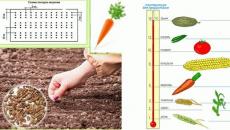 Kapan menanam wortel menurut kalender lunar