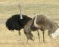 Burung unta Afrika: deskripsi dan fakta menarik