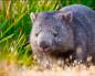 El wombat vive. Wombat - Australia. Como se ve un wombat