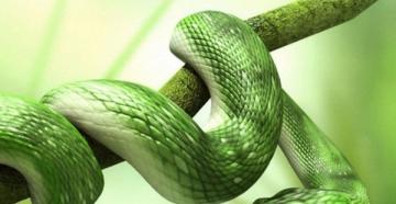 Dreamed of a snake: what and what it means - livre de rêve d'un serpent