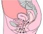 Anatomie des muscles féminins pour l'imbuilding