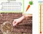 Cuándo plantar zanahorias según el calendario lunar
