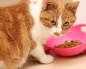 Miért kér egy macska állandóan enni: okoskodik, kiabál és ételt követel