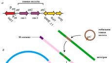 박테리아 게놈의 구조