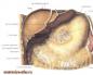 Struktura e barkut: organet e barkut dhe metodat për studimin e zgavrës së barkut