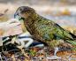 Kea Parrot yang luar biasa dan kontroversial - Endemik Selandia Baru