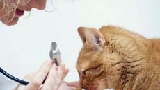 Inflamación del tracto gastrointestinal en gatos