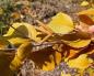 Sadzonki brzozy żelaznej (unikalna brzoza Schmidt) Cecha drewna brzozowego Schmidt
