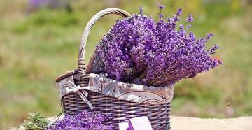 Historia e origjinës dhe interpretimi i emrit lavender