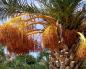 Palmier dattier - le plus ancien fruit Qu'est-ce qu'un palmier dattier en Afrique
