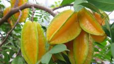 Frutas exóticas: fotos, nombres y descripciones.