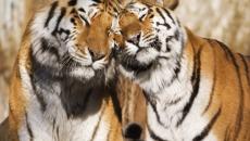 A tigris és a tigris kompatibilitása szerelemben és házasságban