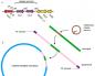 Estructura del genoma bacteriano.