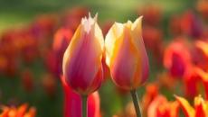 ¿Por qué sueñan los tulipanes blancos?