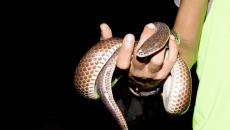 ¿Por qué soñar con agarrar una serpiente?