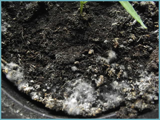 Come rimuovere la muffa dalle piantine di petunia. come sbarazzarsi ... Muffa sulla terra vaso