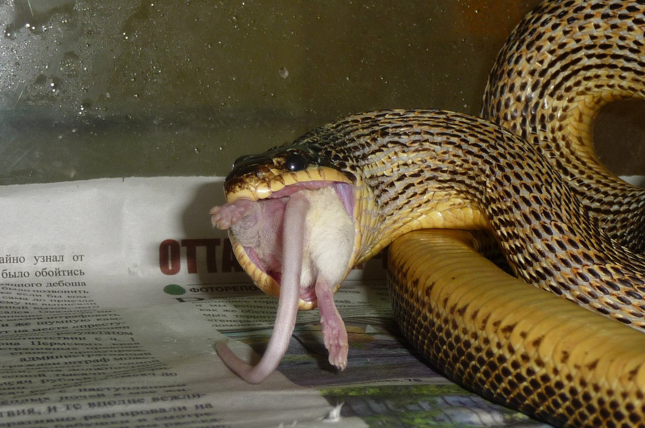 Какая змея рожает. Яйцеживорождение гадюка. Желтобрюхий полоз.