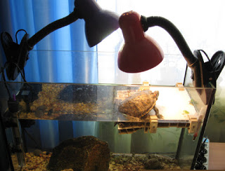 Черепаха температура воды в аквариуме. Аквариум для красноухой черепахи. Насос для черепахи в аквариум. Температура воды в аквариуме для черепахи. Температура для черепахи в аквариуме.