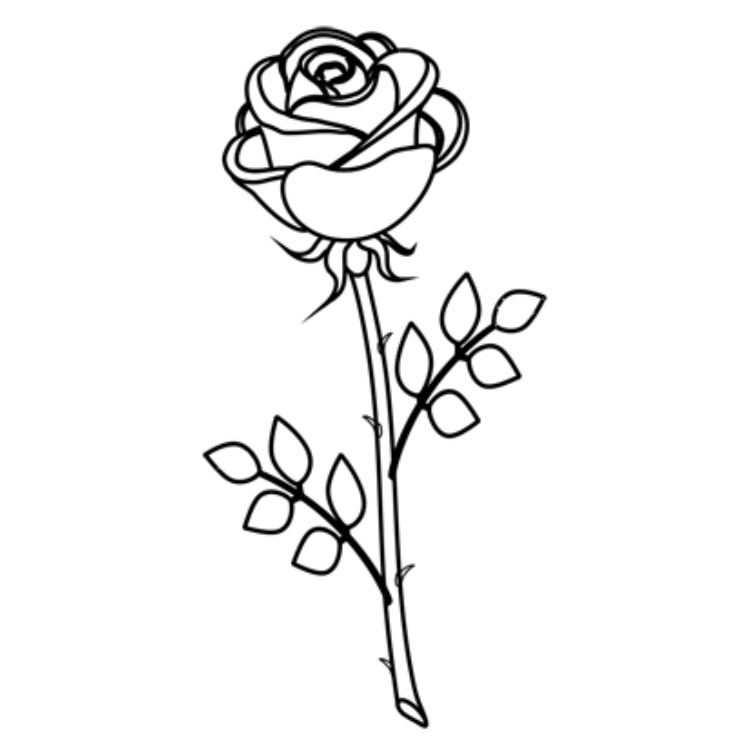 Istruzioni Dettagliate Su Come Disegnare Una Rosa Il Terzo Esempio E Come Disegnare Una Rosa A Matita Per Gradi