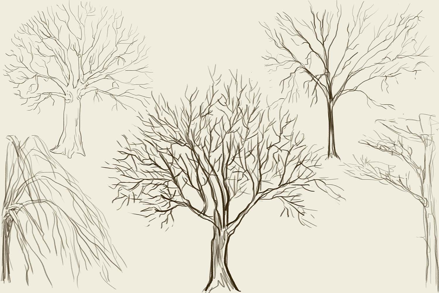 Rysujemy Piękne Drzewo Jak Narysować Różne Gatunki Drzew